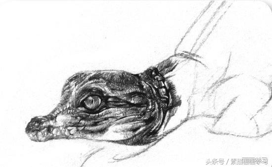 如何学素描——素描小鳄鱼的绘画教程