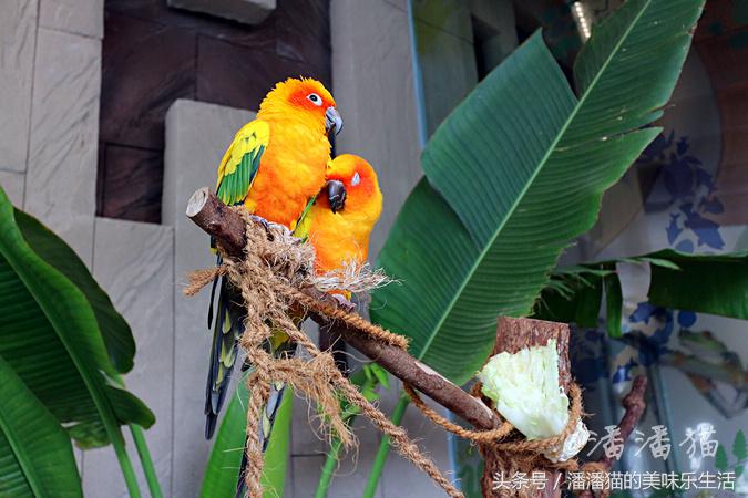 迪拜旅游是落地签吗,迪拜自由行免费签证