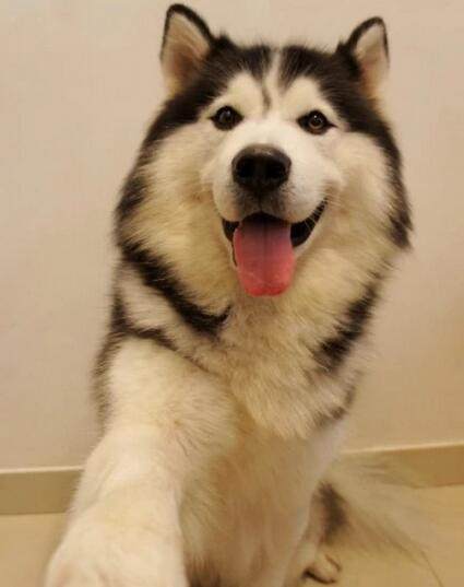 13种常见的宠物狗品种,狗狗价格表又便宜又好养