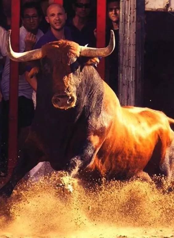 新西兰西班牙斗牛,西班牙杀斗牛