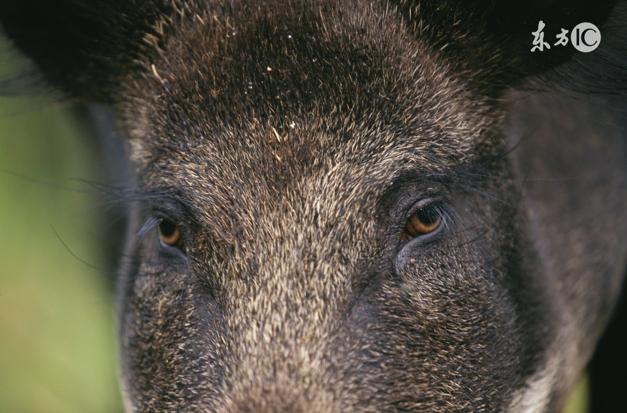 三人被野猪追,一头野猪被三头老虎围住