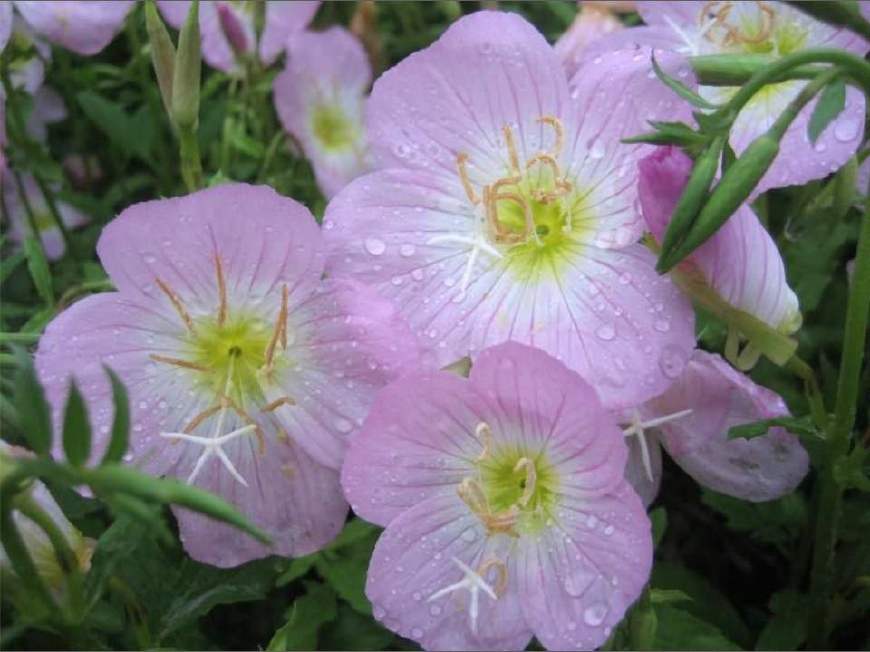 月见草含油量达25.1%含Y~亚麻酸达8.1%,最有开发前景