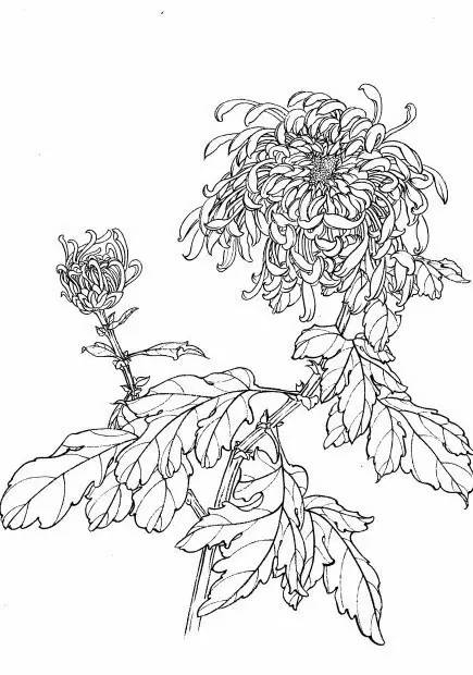 菊花白描工笔画图片大全,国画菊花鸟类白描教学视频