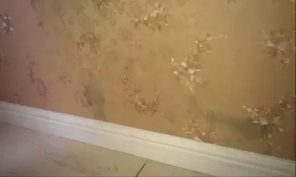 深圳“苗柏”后，如何挽救打湿受潮、浸泡发霉的家具？看这里