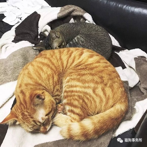 为什么猫可以让一个人的心情变好,猫能使人成熟的从来不是岁月