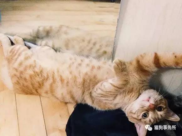 为什么猫可以让一个人的心情变好,猫能使人成熟的从来不是岁月