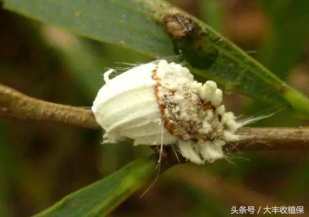 柑橘介壳虫的危害严重,柑橘介壳虫怎么消灭最简单的方法