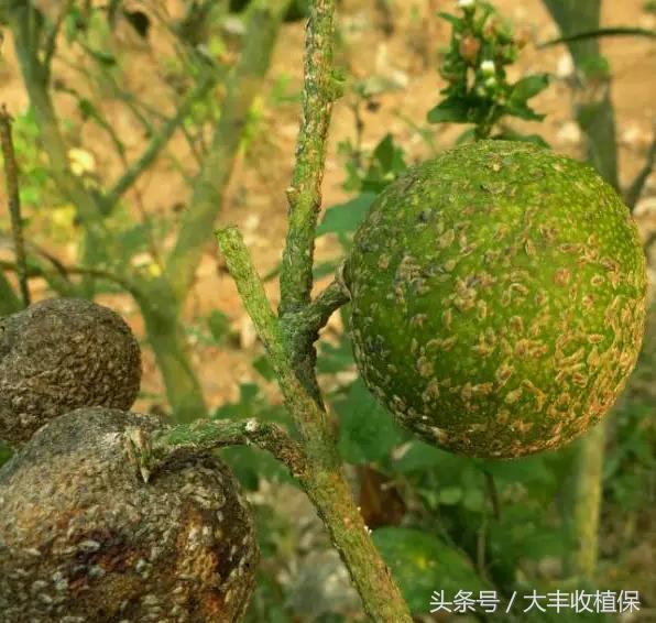 柑橘介壳虫的危害严重,柑橘介壳虫怎么消灭最简单的方法