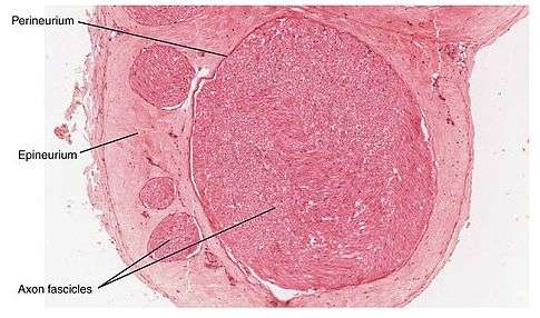 研究揭示:海豹油给糖尿病患者带来的重要影响!