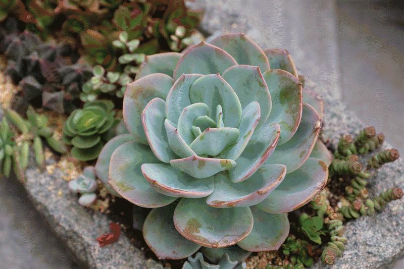 6种名字充满趣味性的多肉,推荐八种高颜值多肉好看又好养