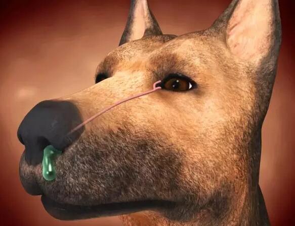 为何它眼旁常有泪痕，不要以为它是爱你爱得深沉！