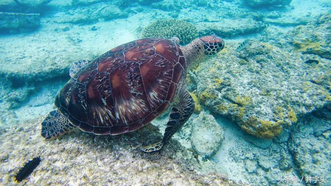 武当养生功玄龟,武当养生功吐纳法