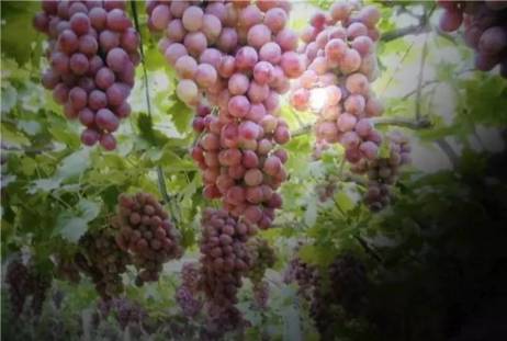 连云港生活是怎样一种感受,在连云港生活的感受