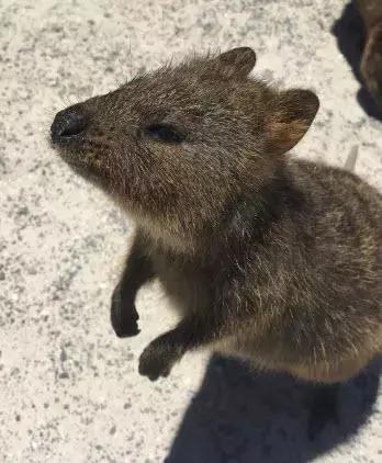 西澳珀斯游记,西澳游记攻略