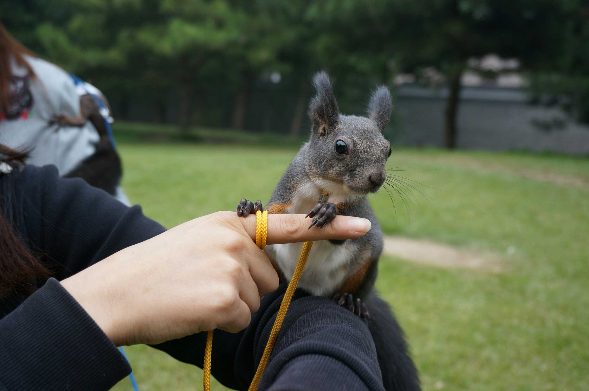 大魔王松鼠怎么驯服,松鼠魔王怎么饲养