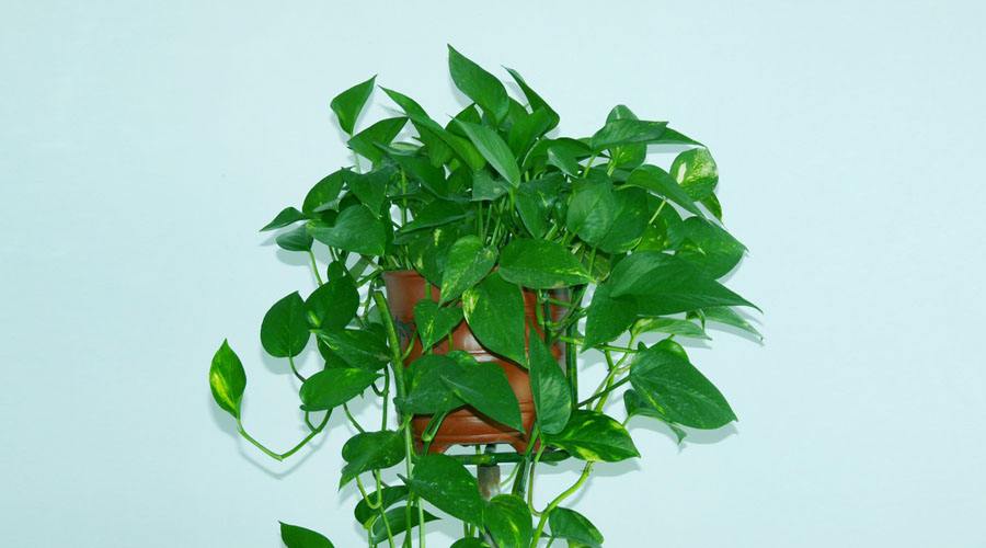旺财风水植物有哪些