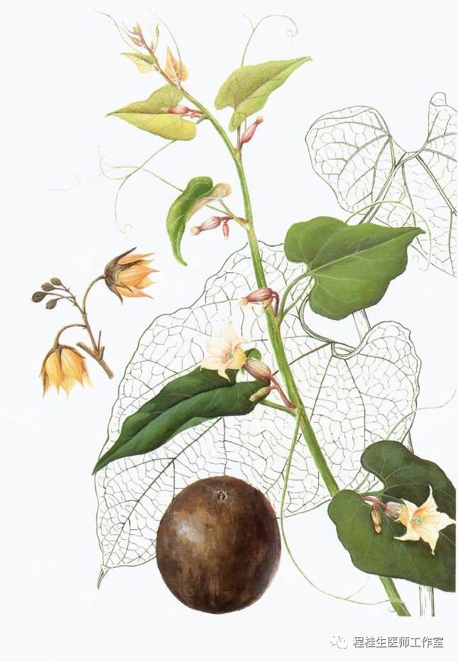 亮剑“疱疹性咽峡炎”,中医中药显良效!