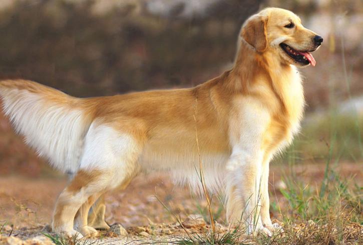 金毛抛弃主人的表现,金毛突然对着主人吼叫原因