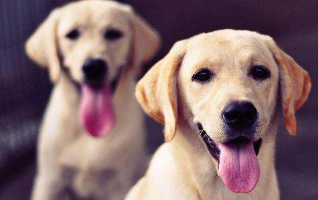 13种常见的宠物狗品种,狗狗价格表又便宜又好养