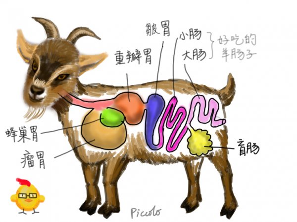 摩洛哥山羊上树技巧,摩洛哥山羊爬树