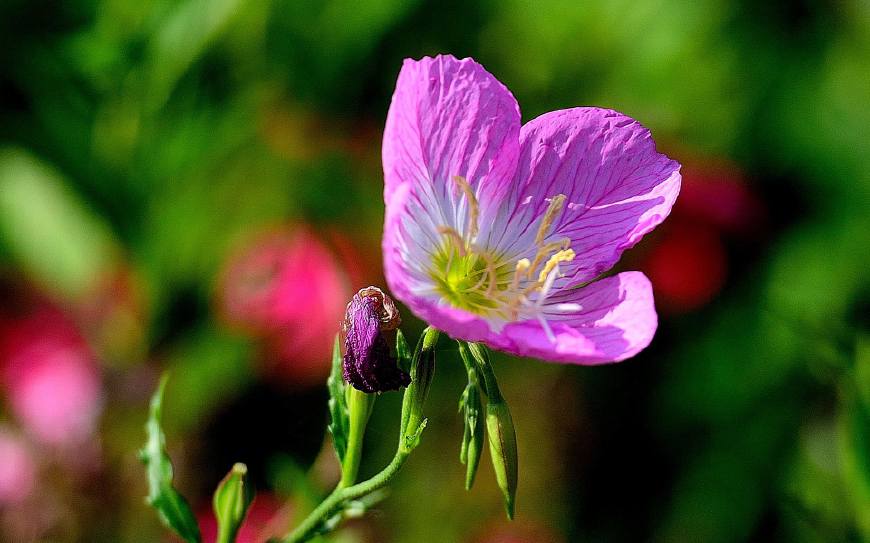 月见草含油量达25.1%含Y~亚麻酸达8.1%,最有开发前景