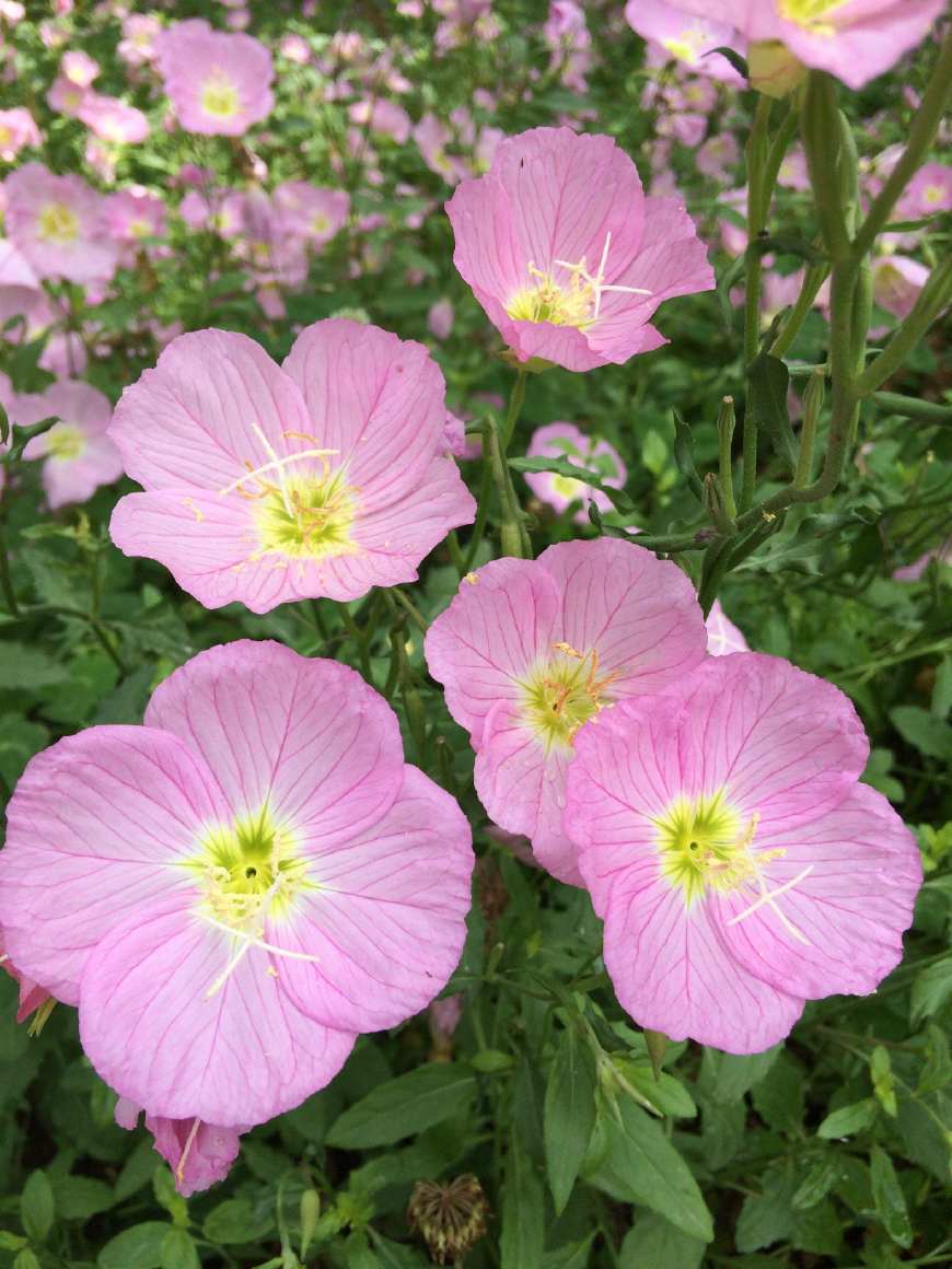 月见草含油量达25.1%含Y~亚麻酸达8.1%,最有开发前景