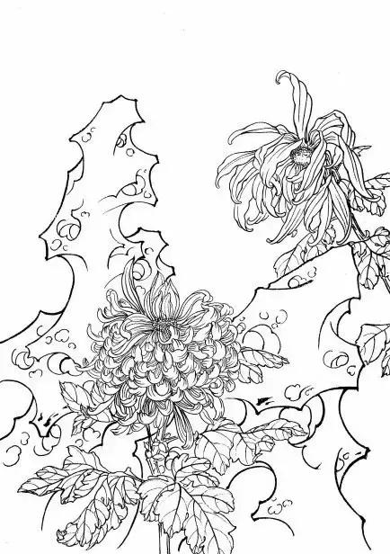 菊花白描工笔画图片大全,国画菊花鸟类白描教学视频