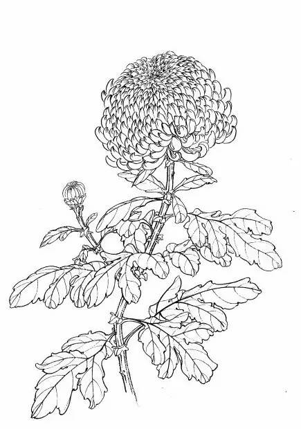 菊花白描工笔画图片大全,国画菊花鸟类白描教学视频