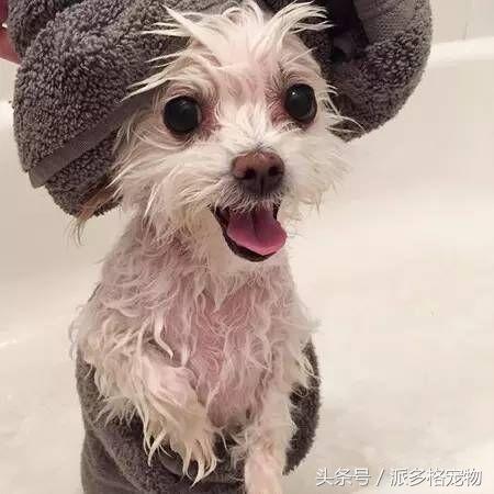 洗澡狗狗害怕,为什么洗澡狗狗喜欢跟着