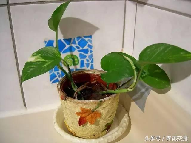 土培绿萝怎么养才能不黄叶茂盛,绿萝的养殖方法和注意事项土培