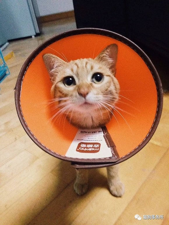 为什么猫可以让一个人的心情变好,猫能使人成熟的从来不是岁月