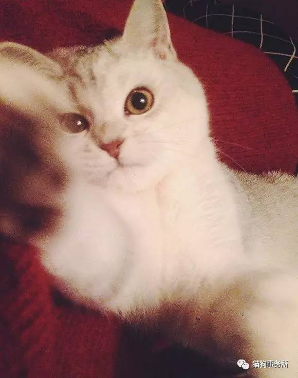 为什么猫可以让一个人的心情变好,猫能使人成熟的从来不是岁月