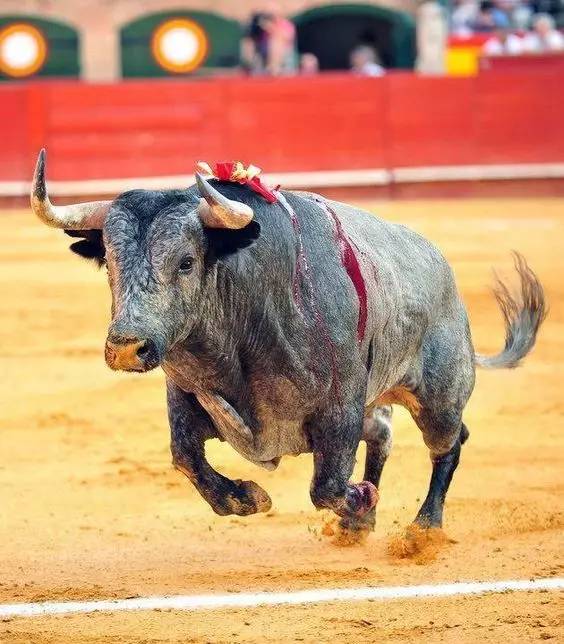 新西兰西班牙斗牛,西班牙杀斗牛