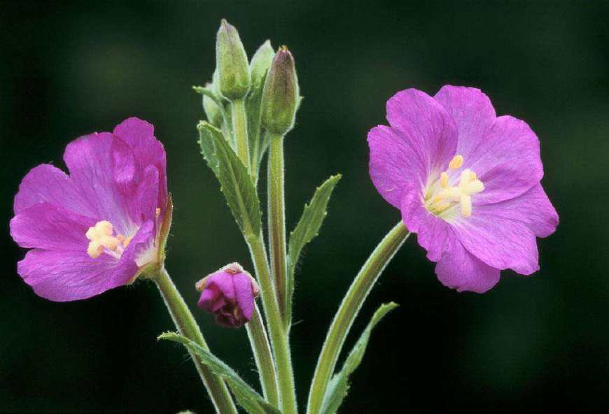 月见草含油量达25.1%含Y~亚麻酸达8.1%,最有开发前景