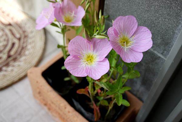 月见草含油量达25.1%含Y~亚麻酸达8.1%,最有开发前景