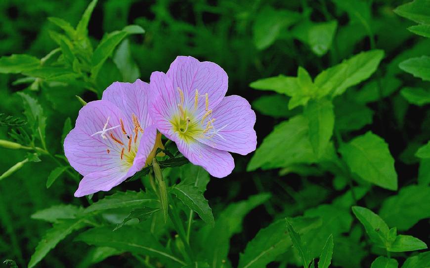 月见草含油量达25.1%含Y~亚麻酸达8.1%,最有开发前景