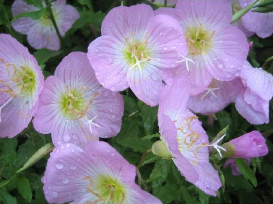 月见草含油量达25.1%含Y~亚麻酸达8.1%,最有开发前景