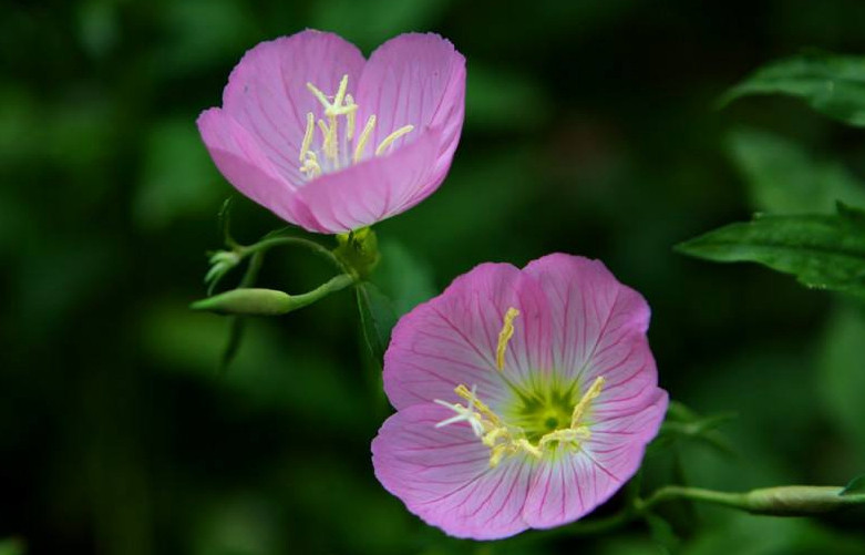 月见草含油量达25.1%含Y~亚麻酸达8.1%,最有开发前景