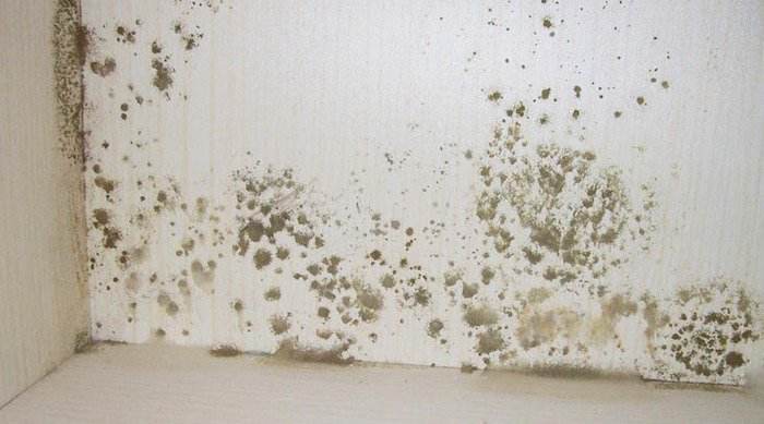 深圳“苗柏”后，如何挽救打湿受潮、浸泡发霉的家具？看这里