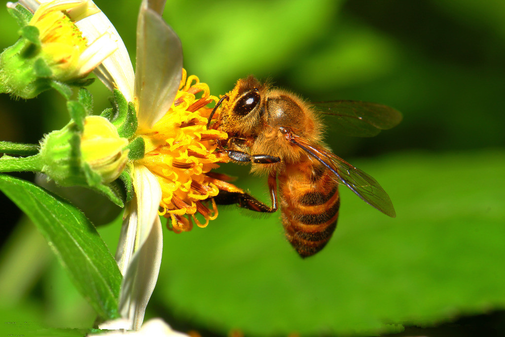 被蜜蜂蛰了该怎么处理比较好,被蜜蜂蛰了如何正确处理