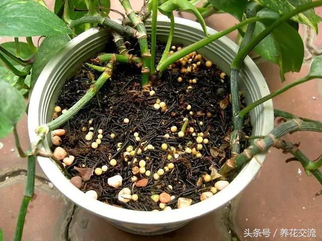 土培绿萝怎么养才能不黄叶茂盛,绿萝的养殖方法和注意事项土培