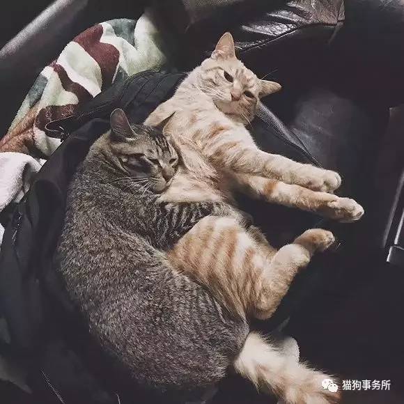 为什么猫可以让一个人的心情变好,猫能使人成熟的从来不是岁月