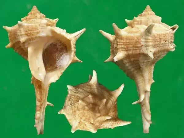 为了这些奇葩的颜料,人类付出了最惨痛的代价