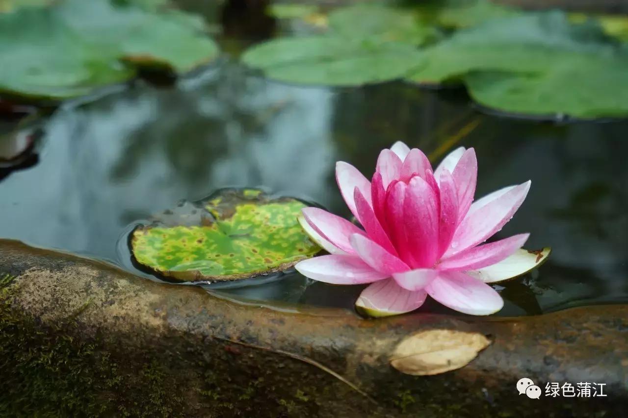 制陶、染布、品美食,6月24—25日,来成都仁和春天感受明月村的诗意生活