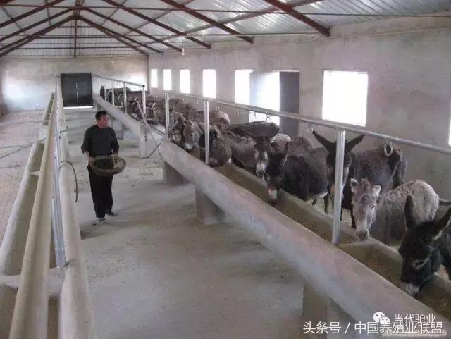 养驴驴舍怎么建,养驴的圈舍怎么建设