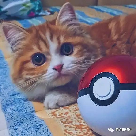 为什么猫可以让一个人的心情变好,猫能使人成熟的从来不是岁月