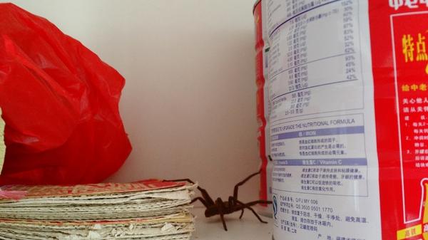 杀灭蟑螂的最有效办法,如何有效消灭家里蟑螂