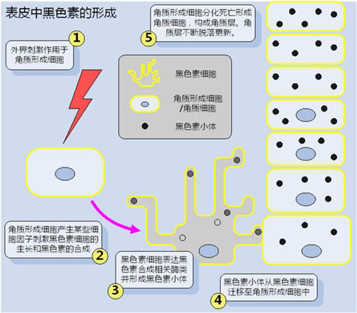 白癜风的四个初期症状,白癜风常见的20个问题