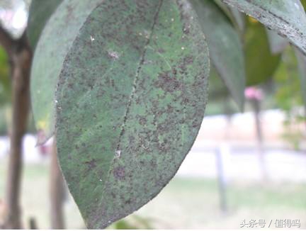 花卉病害的识别及防治,花卉百菌杀主要治什么病害