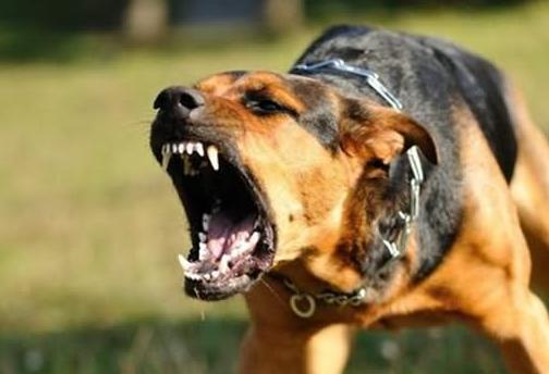 被狗狗咬了该怎么处理,被狗狗咬了要注意哪些事项